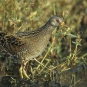 Marouetteponctuée