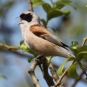 Rémizpenduline