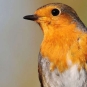Rouge-gorge familier