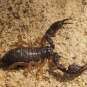 Scorpion à pattes jaunes