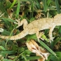 Tarente de Maurétanie