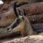 Chamois