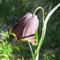 Fritillaire des Pyrénées (crédits: evelyne Liauzun)