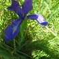 Iris des Pyrénées (crédits: evelyne Liauzun)
