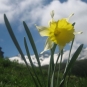 Narcisse (crédits: Evelyne Liauzun)