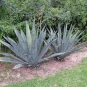 Agave d'Amérique (Crédits : Sandra Bonnot)