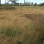 Agrostis des chiens (Crédits: Jérôme Fouert-Pouret)