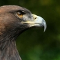 Aigle royal (Crédits: flickrfavorites - flickr)