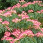 Albizia, fleurs et feuilles (Crédits : Wendy Cutler)
