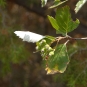 Alisier blanc
