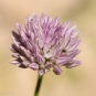 Ail à fleurs aigue