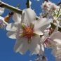 Fleurs d'Amandier (Crédits : Gunera)