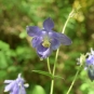 Ancolie (Crédits: Meneut Sabine - Natural Solutions)