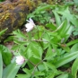 Anémone des bois, Anémone sylvie (crédits: evelyne Liauzun)
