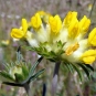 Anthyllide vulnéraire (Crédit : Kidney-vetch)