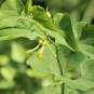 Aristoloche clématite