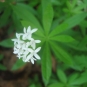 Aspérule odorante (crédits: Evelyne Liauzun)