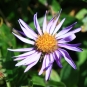 Aster des Alpes (Crédits : Cyril Gautreau)