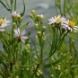 Aster maritime (PhotoPhoto33 - flickr)