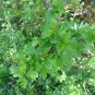 Aubépine monogyne (crédits: evelyne Liauzun)