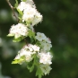 Aubépine (crédit: Quessoy)