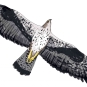 bonelli-vol-adulte-gris---crédit-Desforge