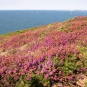Bruyère cendrée (Crédits : photothèque Bretagne Vivante-sepnb)