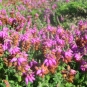 Bruyère ciliée (Crédits : photothèque Bretagne Vivante-sepnb)