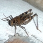 Caloptène ochracé