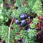 Camarine noire (Crédits: Ole Husby - Flickr)