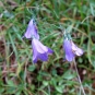 Campanule de Scheuchzer (Crédits : Cyril Gautreau)