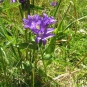 campanule agglomérée (crédit: evelyne Liauzun)