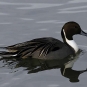 Canard pilet (Crédits: Brendan Lally - flickr)