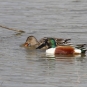 Canard souchet (mâle et femelle) 