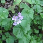 cardamine à feuilles de radis