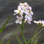 Cardamine-des-pres-credit-benjamine-scalvenzi