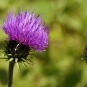 Chardon à pédoncules nus (Crédits : Udo Schmidt - flickr)