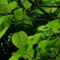 Catalpa commun (Crédits : Nacho)