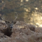 Cerf élaphe (Crédit: Richard Fisher - Flickr)