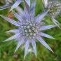 chardon bleu des Pyrénées (crédits: evelyne Liauzun)