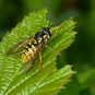 Chrysotoxe prudente (Crédits: Rich AC White - Flickr)