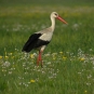 Cigogne blanche (Ciconia ciconia) dans un champ