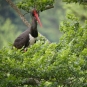 Cigogne noire (Ciconia nigra) dans un arbre