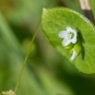 Claytonie perfoliée - fleurs (Crédits : Jérôme Boisard)