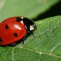 Coccinelle à sept points