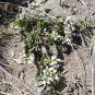 Cochléaire officinale (Crédits: Stéphanie Ritz)