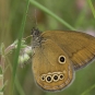 Fadet des laîches ou Oedipe (Crédits : Nature Conservation)