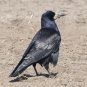 Corbeau freux (Crédits: Stefan Berndtsson - flickr)