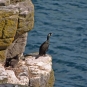 Cormoran huppé - Crédit: photothèque Bretagne Vivante-sepnb
