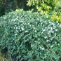 Cotonéastre à feuilles de saule (crédits Wallygrom)